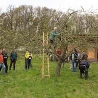 Ausbildung zum zertifizierten Landschaftsobstbaumpfleger