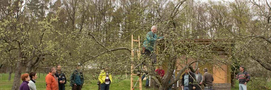 Ausbildung zum zertifizierten Landschaftsobstbaumpfleger