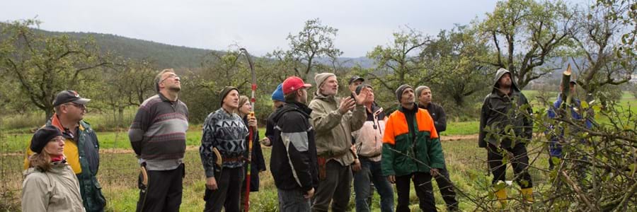 Zertifizierter Landschaftsobstbaumpfleger