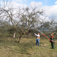 Obstbaumschnitt