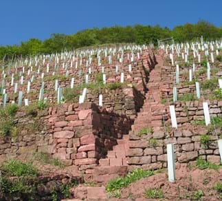 Weinbergsterrassen