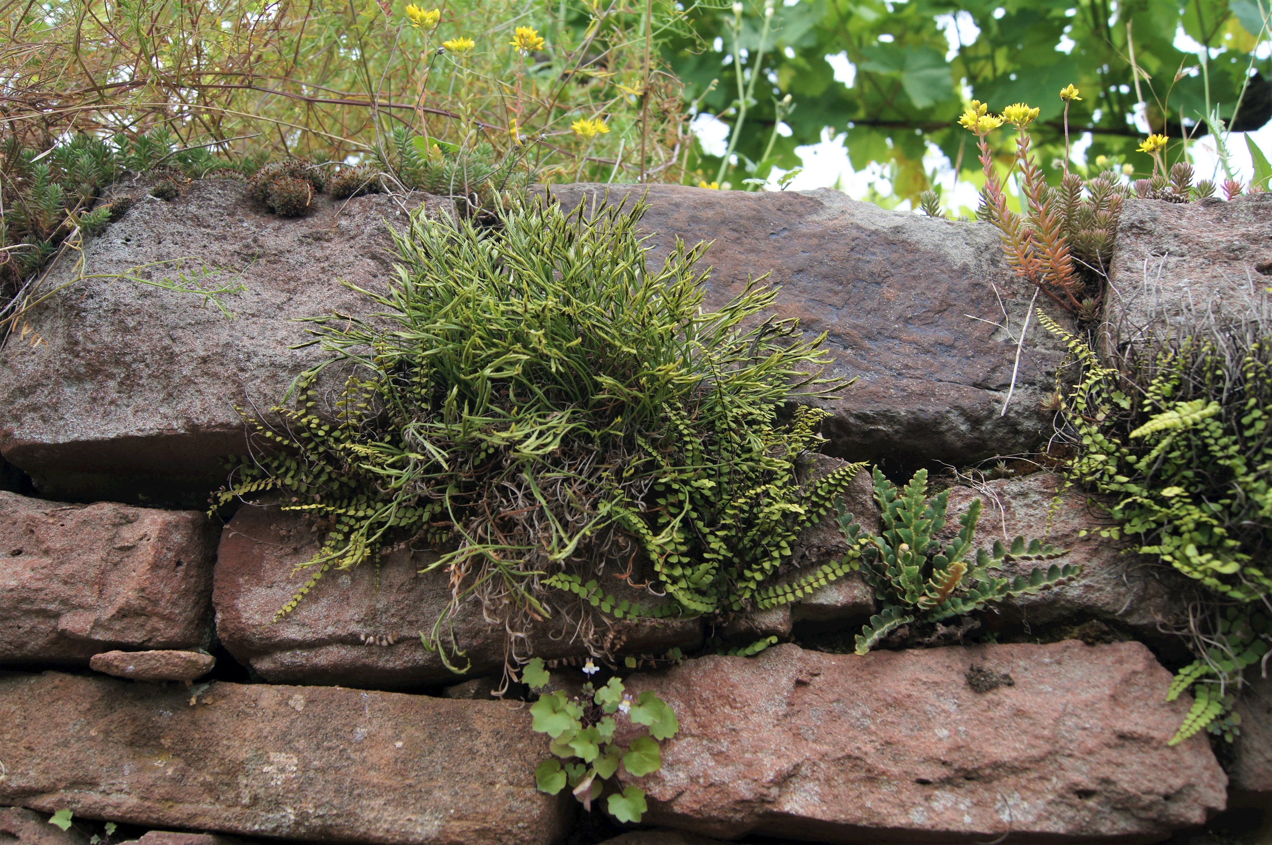 Nordischer Streifenfarn (Asplenium septentrionale)