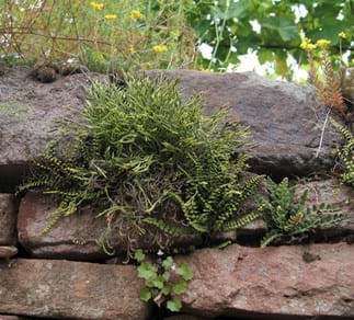 Nordischer Streifenfarn (Asplenium septentrionale)