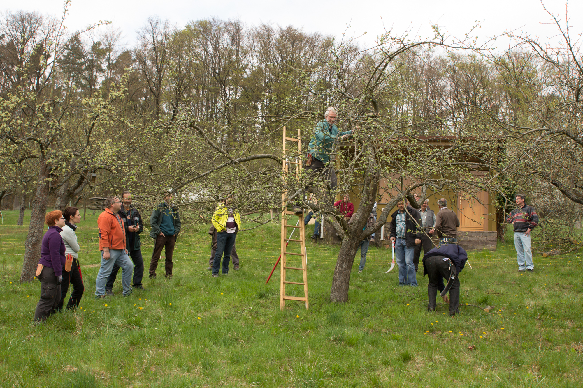 Ausbildung "zertifizierter Landschaftsobstbaumpfleger"