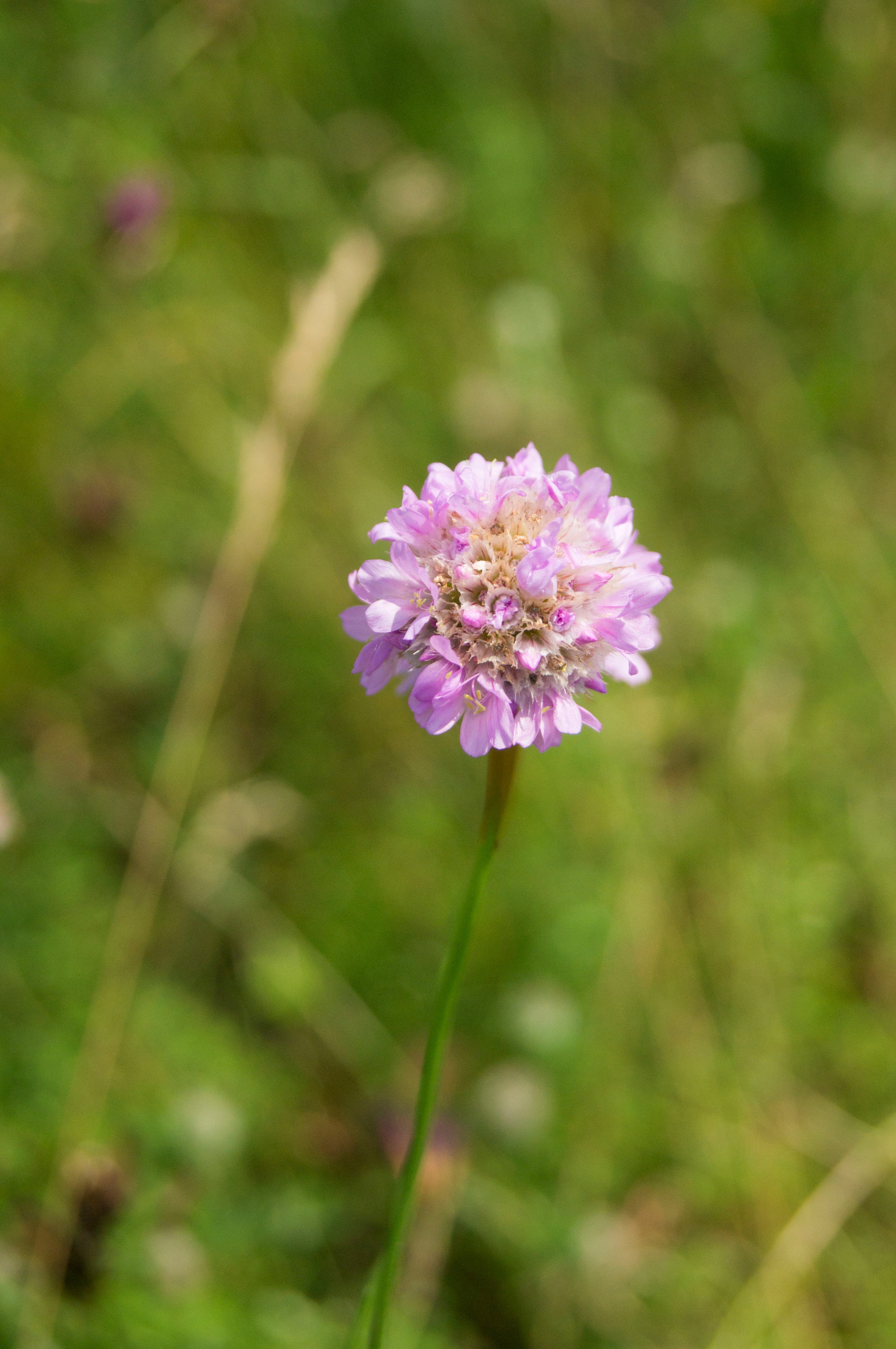 Sand-Grasnelke (Armeria maritima)