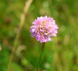 Sand-Grasnelke (Armeria maritima)