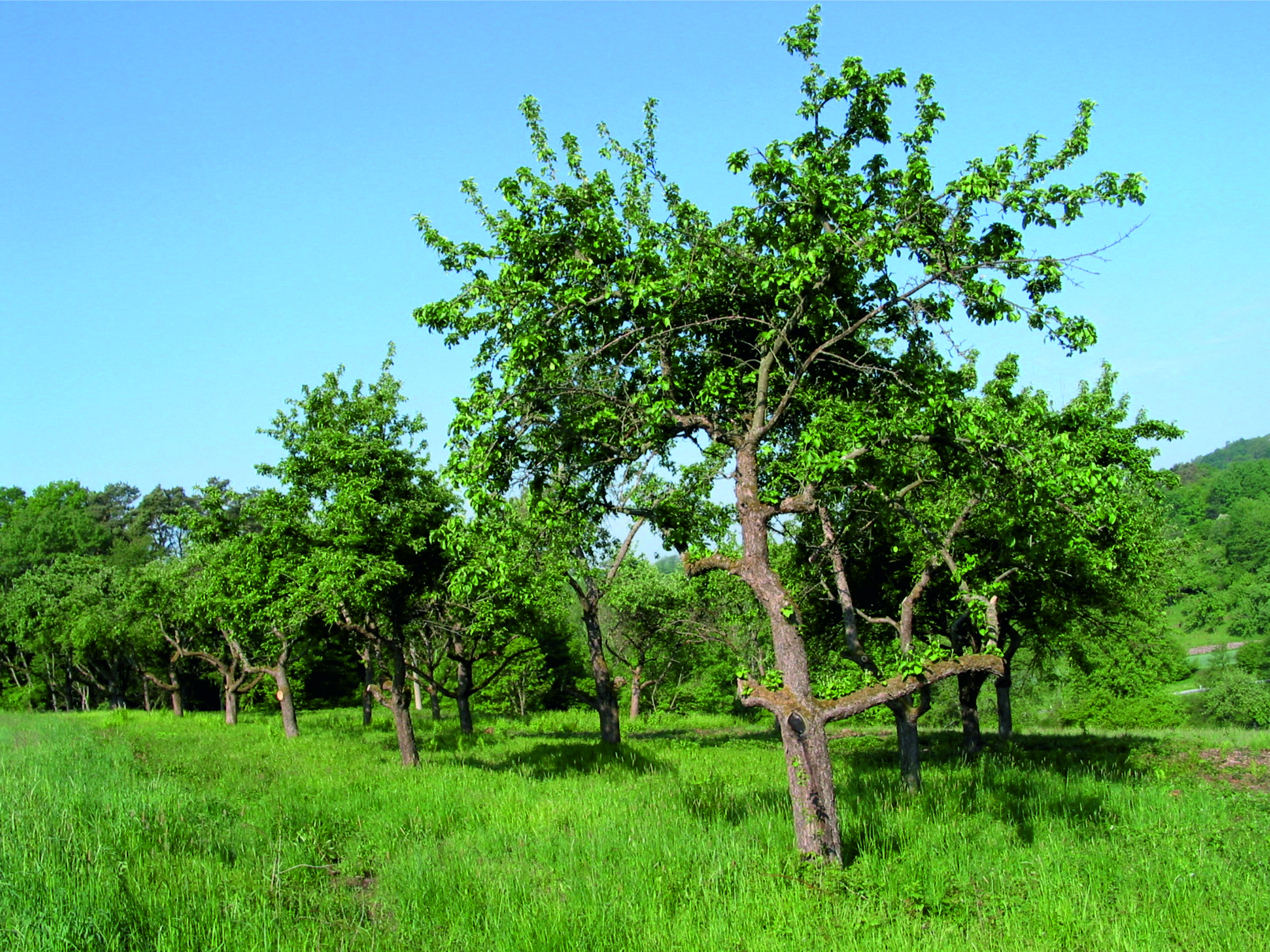 Kauf von Streuobstwiesen