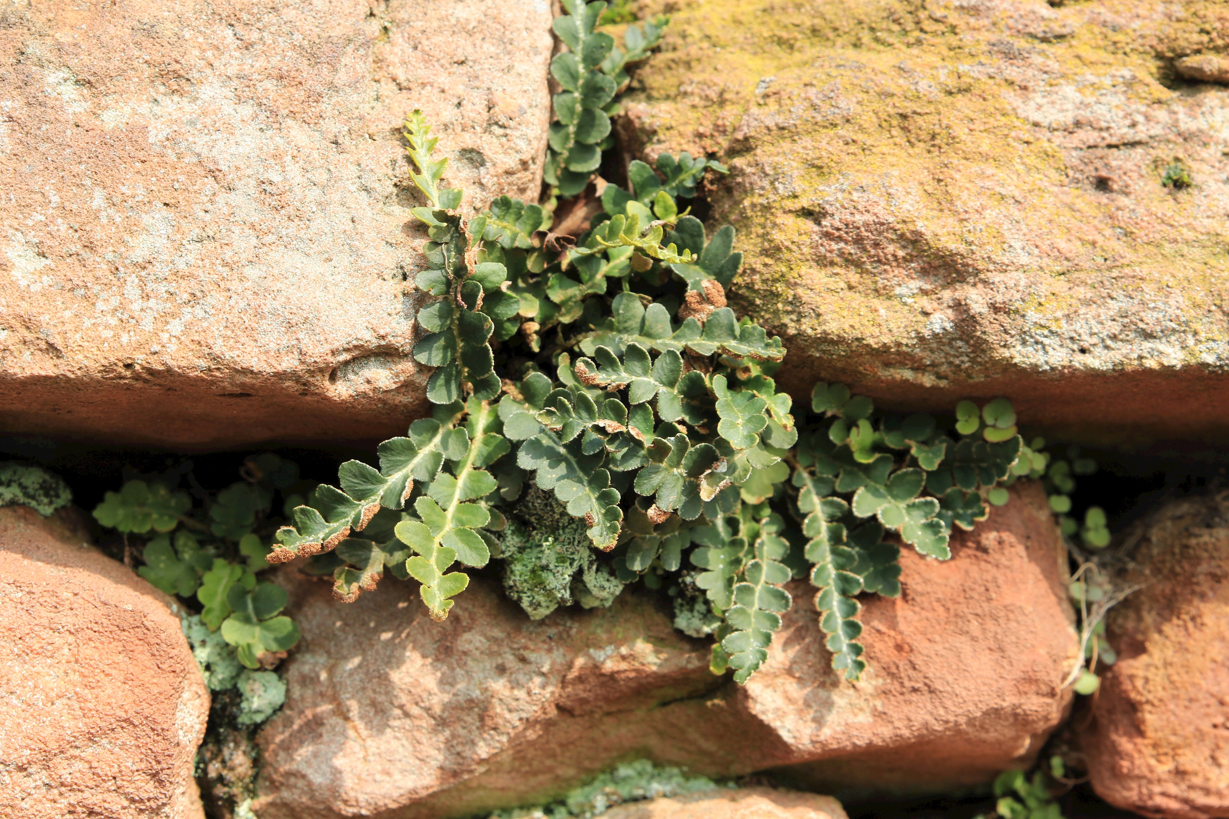 Schriftfarn (Asplenium ceterach)