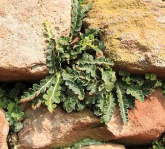 Schriftfarn (Asplenium ceterach)