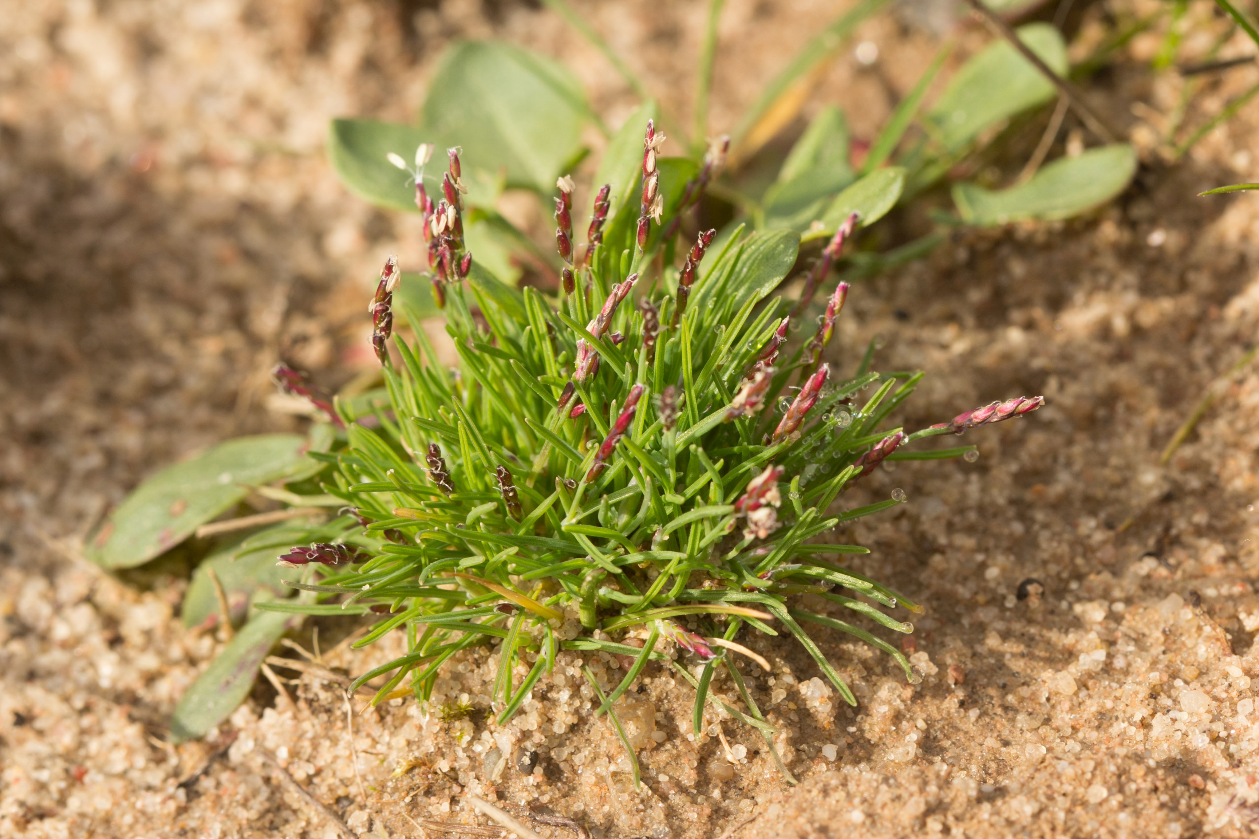 Sand-Zwerggras (Mibora minima)