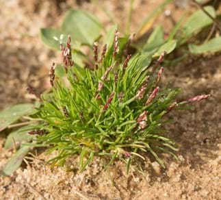 Sand-Zwerggras (Mibora minima)