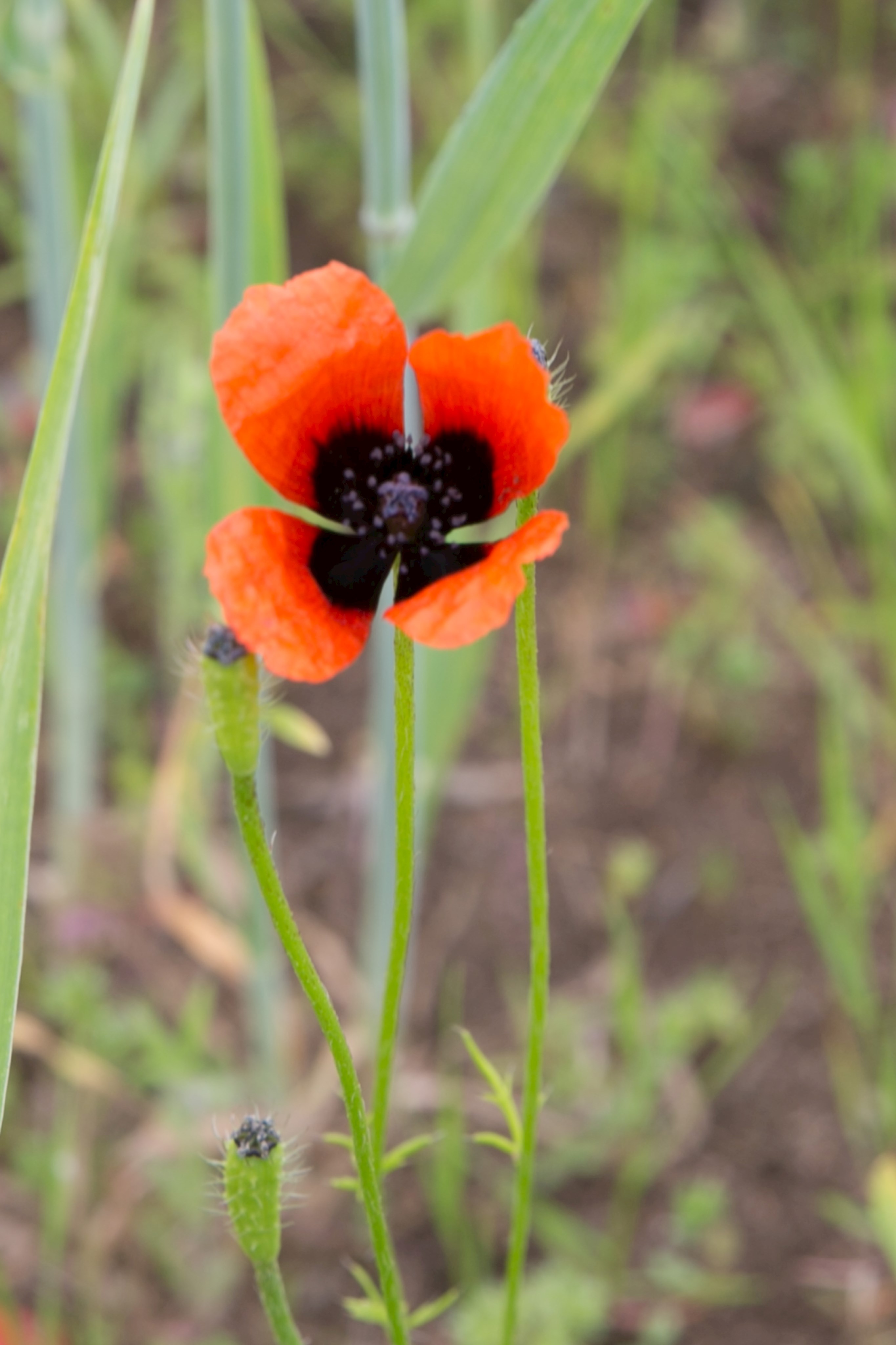 Sand-Mohn (Papaver argemone)