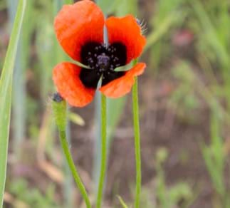 Sand-Mohn (Papaver argemone)