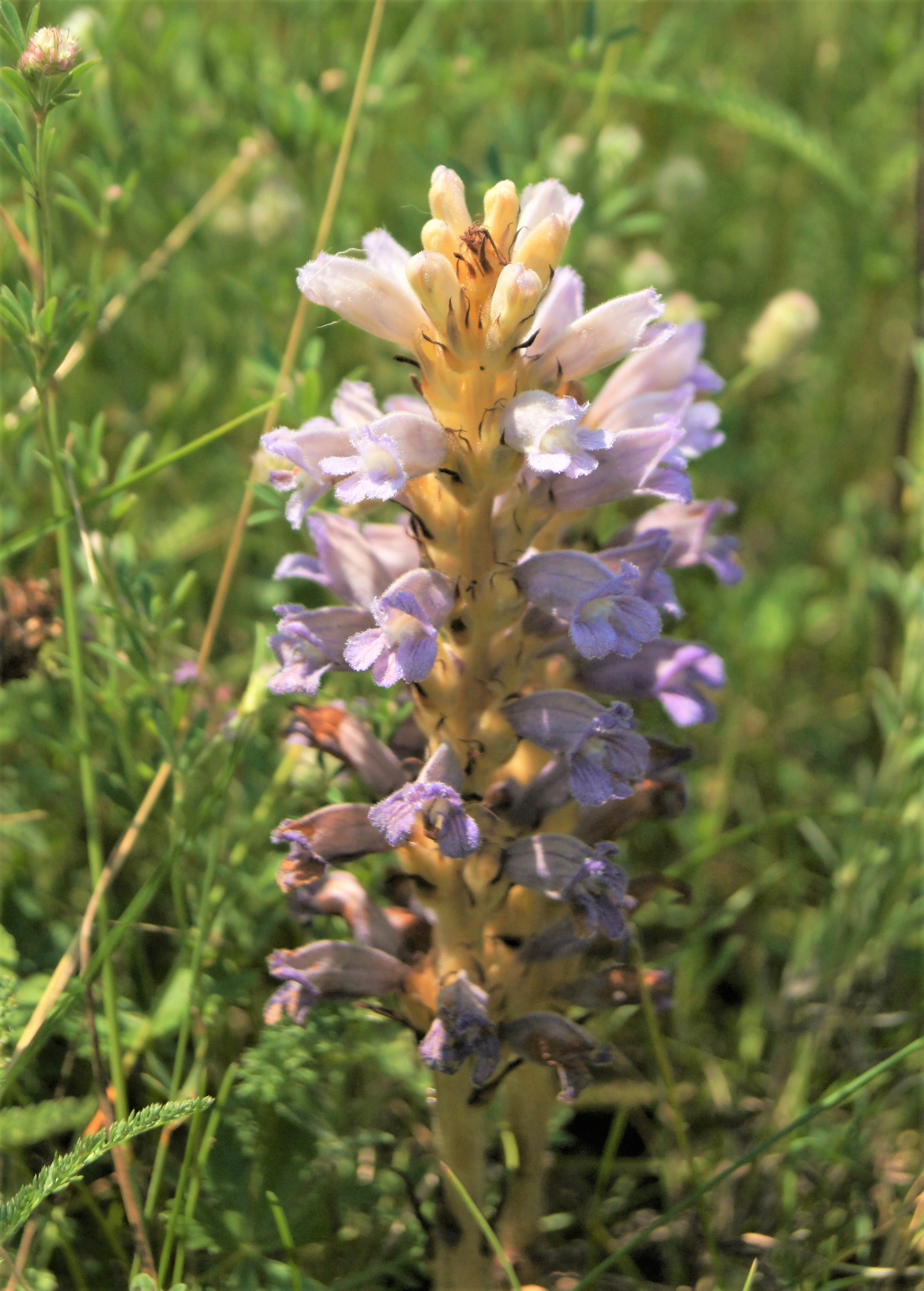 Sand-Sommerwurz (Orobanche arenaria)