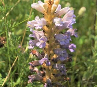 Sand-Sommerwurz (Orobanche arenaria)
