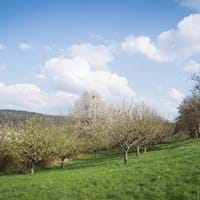 Streuobstlandschaft am Holzberg in Mömlingen