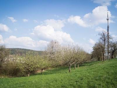 Streuobstlandschaft am Holzberg in Mömlingen
