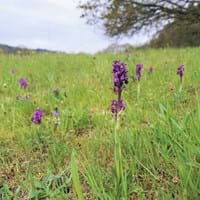 Orchideenwiesen Miltenberg-Breitendiel