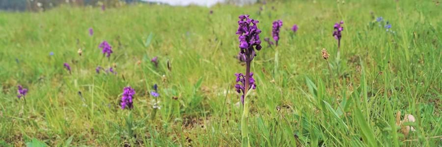 Orchideenwiesen Miltenberg-Breitendiel