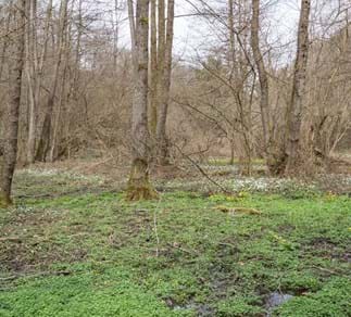 Erlenwälder