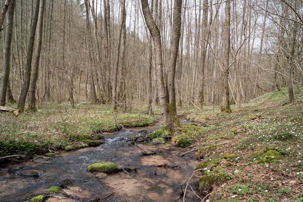 Erlenbestände entlang des Fechenbachs