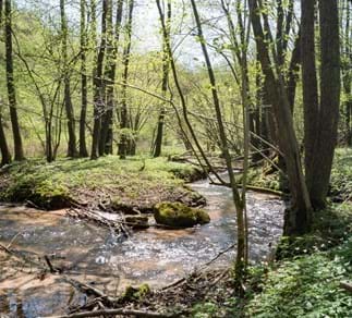naturnaher Bachlauf