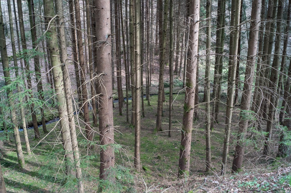 standortsfremde Fichtenbestände an der Talsohle