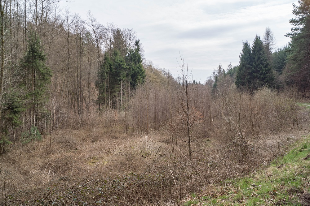 natürliche Sukzession, der Wald kommt zurück