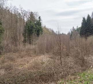 natürliche Sukzession, der Wald kommt zurück