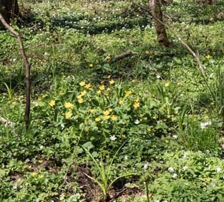 Frühjahrsaspekt mit Sumpfdotter-blumen u. Buschwindröschen