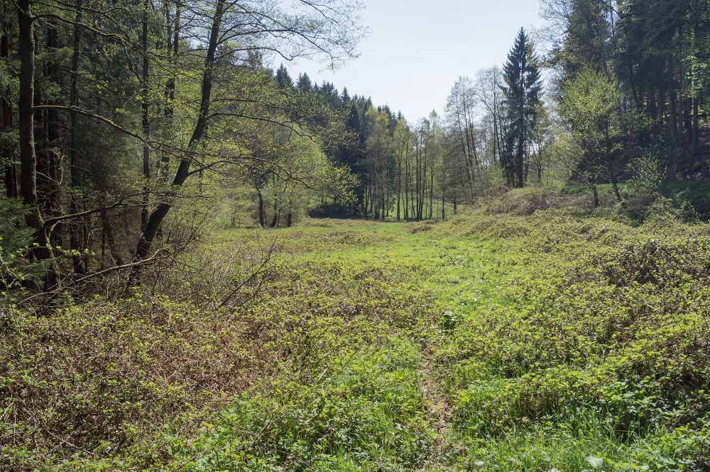 verbuschte Wiesenflächen an der Talsohle