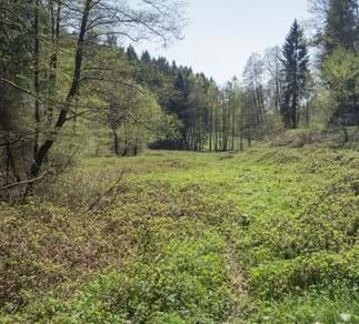 verbuschte Wiesenflächen an der Talsohle