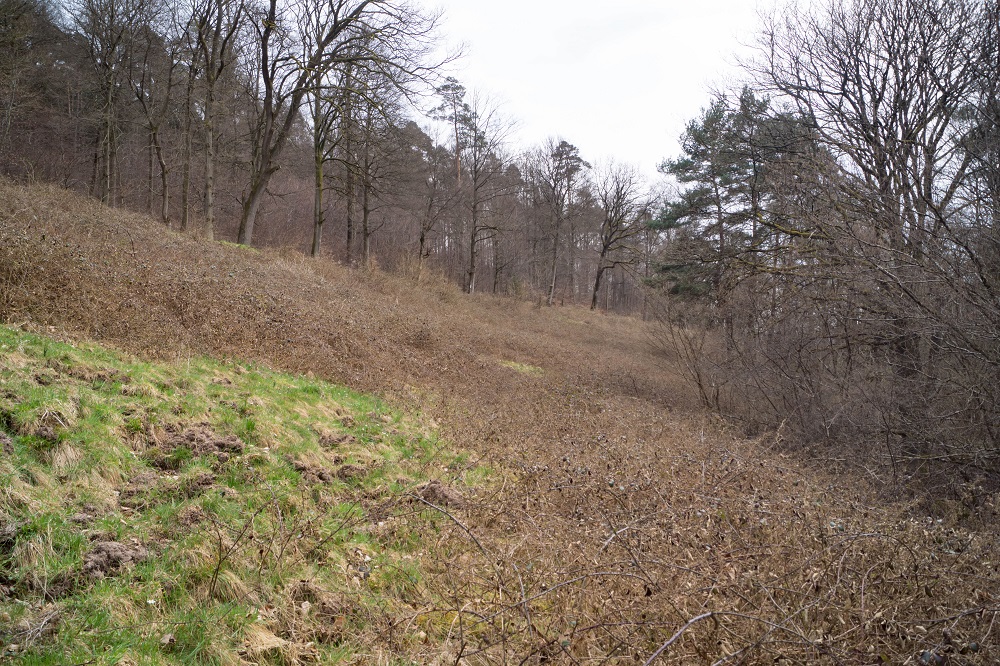 verbuschte Wiesenflächen in Hanglage
