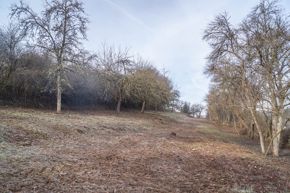 Freistellung einer Streuobstwiese 2