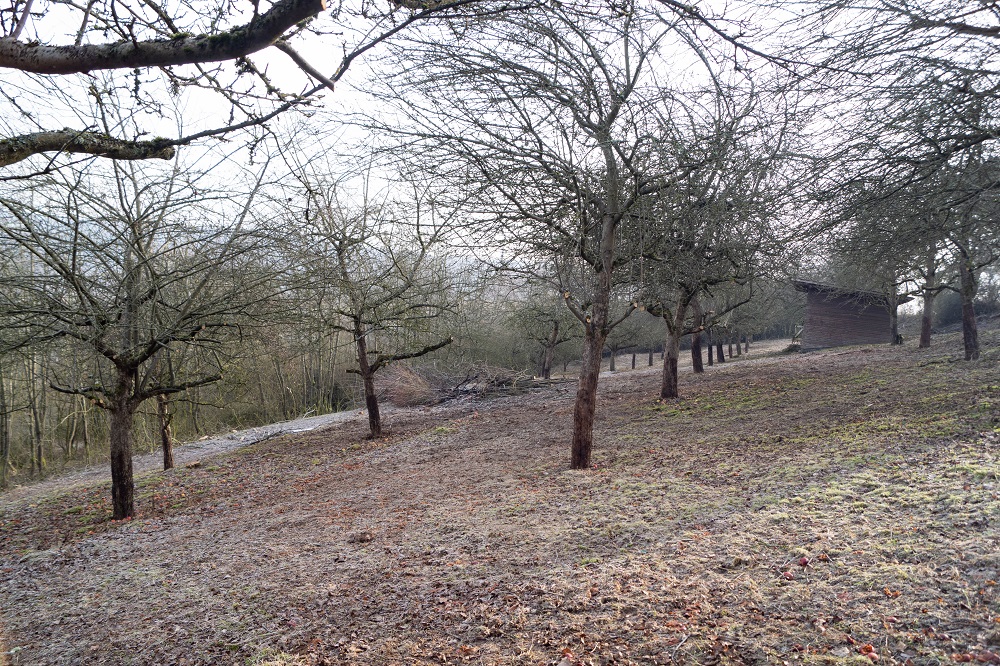 Freistellung einer Streuobstwiese 3