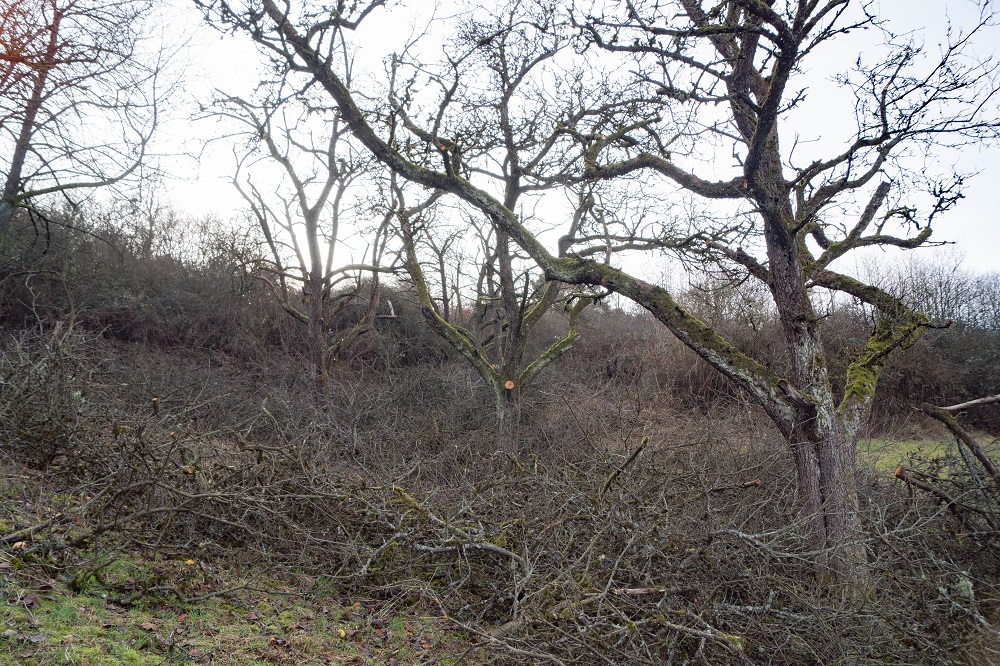 Baumschnitt-maßnahmen