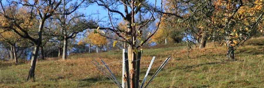 Kostenloser Wie pflanze ich einen Obstbaum