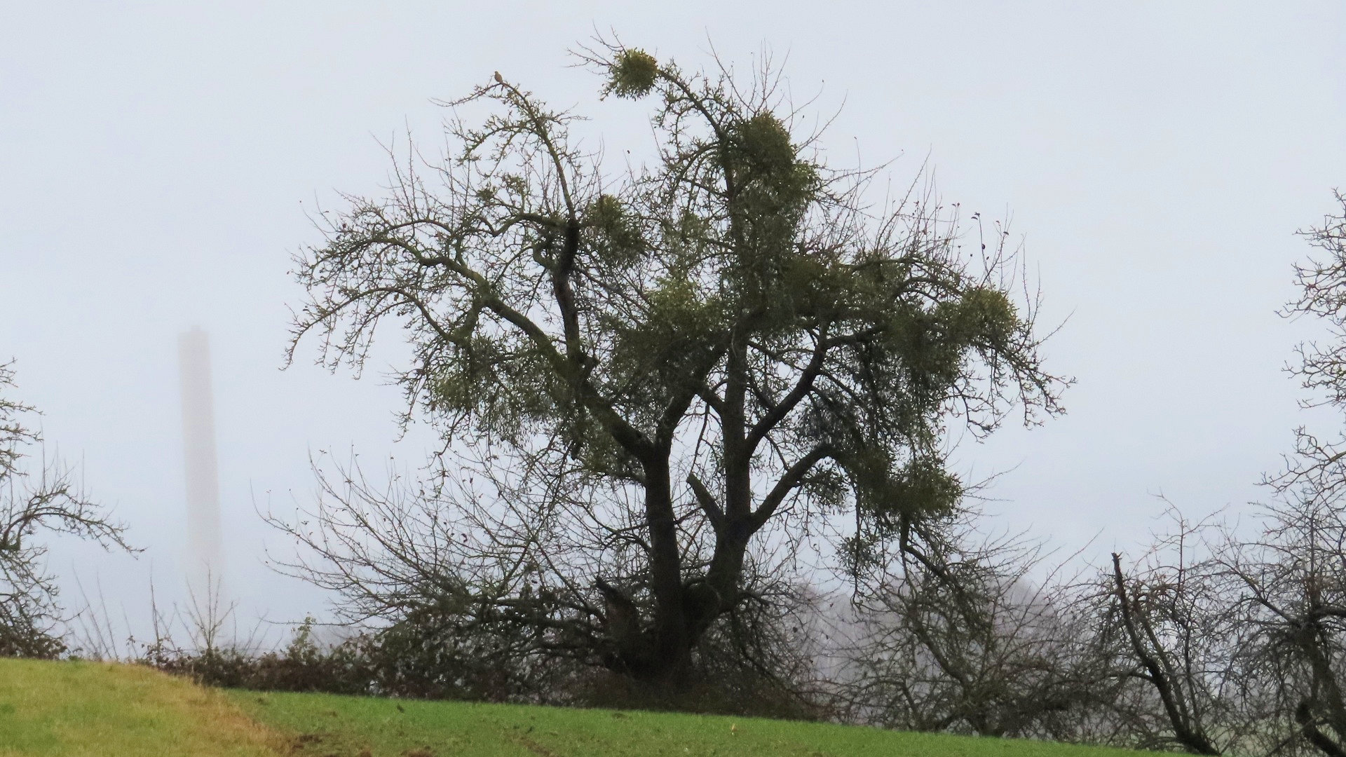 "Mistel in action" - Mistel-Aktionstag in Großheubach