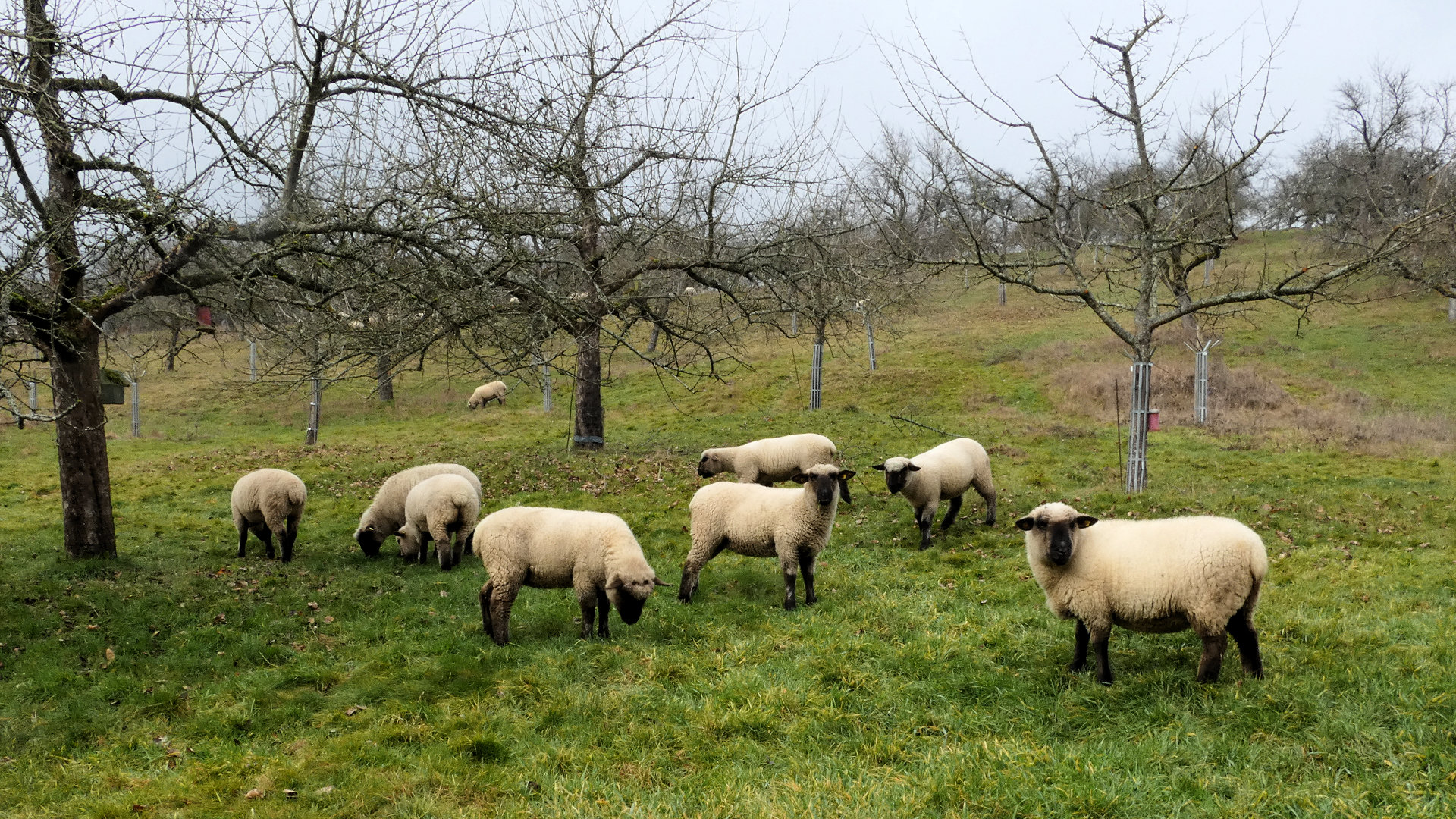 Streuobst-Infoportal am Bayerischen Untermain