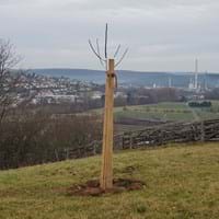 2024-01-30_Pflanzung Obb.jpg
