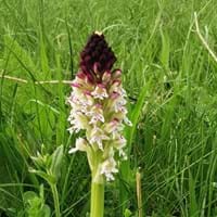 2024_Orchideen_BrandKnabenkraut.jpg