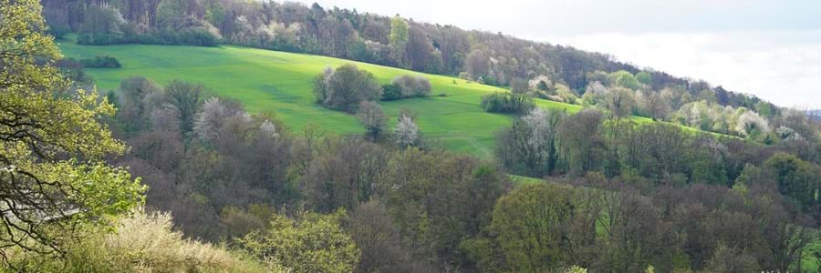 Orchideen-Exkursion am Plattenberg | Landschaftspflegeverband Miltenberg