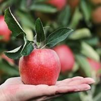 Apfel_Hand_Pixabay.jpg