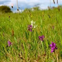 Orchideen_Kleines_Knabenkraut.jpg