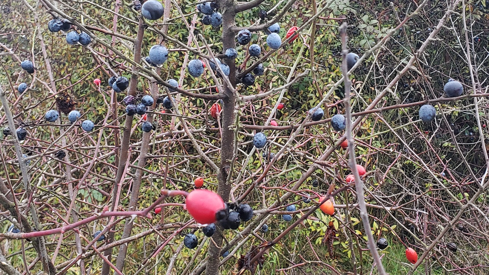 Heckenkurs mit Josef Weimer