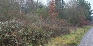 Hecke_Elsenfeld.jpg